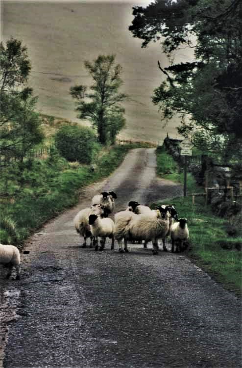sheep in road